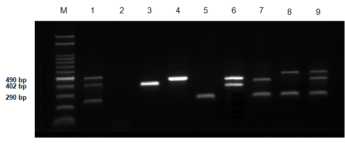 Detection of three bacteria using direct multiplex PCR (mPCR) from artificially inoculated rice seeds. Lane M: molecular size marker (100~2,000 bp), Lane 1: Bg-infected (402 bp); Lane 2: Xoo-infected (490 bp); Lane 3: Aa.a-infected (290 bp); Lane 4: Xoo+Bg-infected; Lane 5: Bg+Aa.a-infected; Lane 6: Xoo+Aa.a-infected; Lane 7: Xoo+Bg+Aa.a-infected sample.