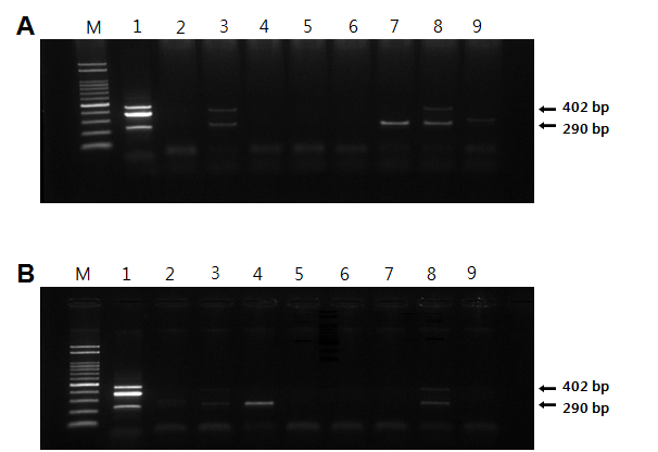 Bg and Aa.a detection using direct-multiplex PCR (direct-mPCR) from field-infected rice seeds collected from several provinces of Korea. Lane M: molecular size marker (100~2,000 bp), Lane 1: positive control; Lane 2: negative control; (A) Lane 3, 8: B.g+Aa.a, Lane 7: Aa.a ; (B) Lane 4: Aa.a, Lane 8: B.a+Aa.a.