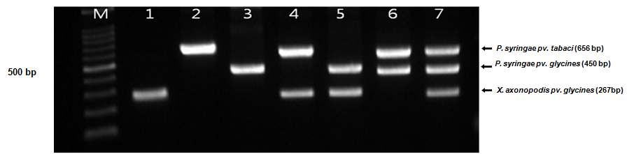콩 3종 세균병 Multiplex PCR 결과