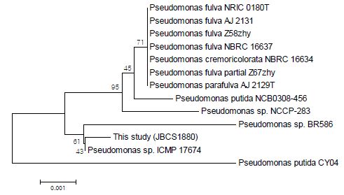 Phylogenetic analysis using the 16S rDNA sequence of P seudomonas sp. JBCS1880. The sequences were retrieved from GenBank and through BLAST, aligned, and a phylogenetic tree was constructed via a neighbor-joining method using MEGA5 software. The optimal tree with the sum of branch length = 0.019 is shown. The percentage of replicate trees in which the associated taxa clustered together in the bootstrap test (1000 replicates) are shown next to the branches. The tree is drawn to scale, with branch lengths in the same units as those of the evolutionary distances used to infer the phylogenetic tree. All positions containing gaps and missing data were eliminated. There were a total of 1411 positions in the final dataset.