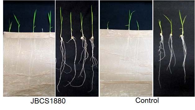 Effect of P seudomonas sp. JBCS1880 on growth of rice plants. Surface-sterilized rice seeds were challenge inoculated with B. glumae, air-dried and soaked in 108 CFU/ml of JBCS1880 suspensions amended with 0.2% CMC. The picture was taken 14 days after planting.