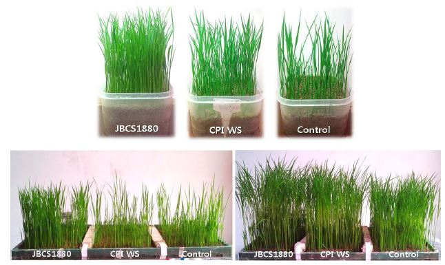 Control of bacterial grain rot of rice by treatment with P seudomonas sp. JBCS1880. Surface-disinfested rice seeds were challenge inoculated with B. glumae, air-dried, and soaked in 1?08 CFU/ml of JBCS1880. The seeds were sown in nursery bed soil, raised in growth room, and the picture was taken 28 days after sowing. The seeds treated with sterile DW amended with CMC served as controls. Carpropamid/ prochloraz-Mn/ imidacloprid water dispersible powder for slurry treatment (CPI WS) and benomy-thiram WP (BT WP) were used as chemical control