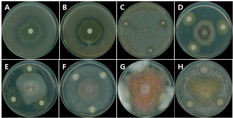 Effect of JBCS1880 on the growth of plant pathogens. (A) B. glumae, (B) X . a. pv. glycines, (C) B. cinerea, (D) B. oryzae, (E) C. acutatum, (F) F . oxysporum, (G) F . graminearum, (H) F . moniliforme.