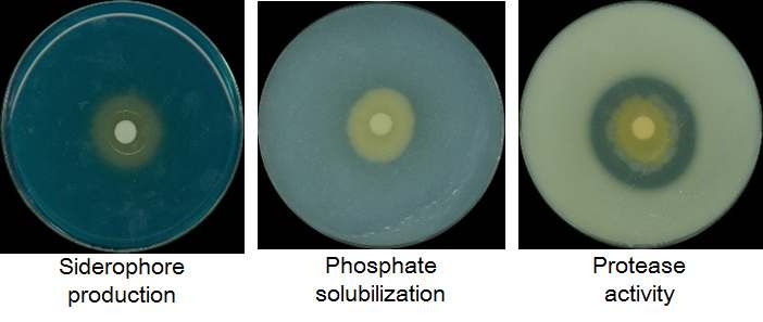 Siderophore production (A), phosphate solubilization (B) and protease activity (C). A; Siderophore production was assessed by a change in the color of CAS medium from blue to orange, B; phosphate solubilization was determined using Pikovskaya' s agar medium by induction of clear zone around the colonies, C; was determined using casein as a substrate