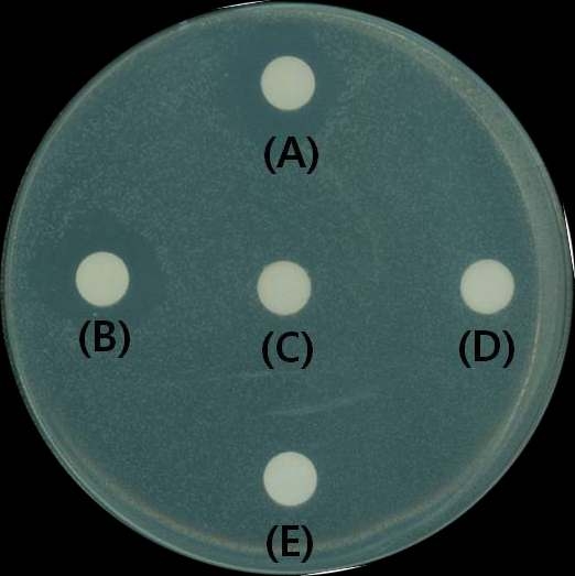 Antibacterial activity of ethyl acetate layer obtained from culture supernatant of JBCS1880. Antagonistic activity to B. glumae was tested using agar diffusion assay. (A),(B) : Ethyl acetate layer (C) : Control (D),(E) : Aqueous layer. Fifty 50㎕ of concentrated compound (50th fold) was inoculated on the paper disks which were placed PDA media.