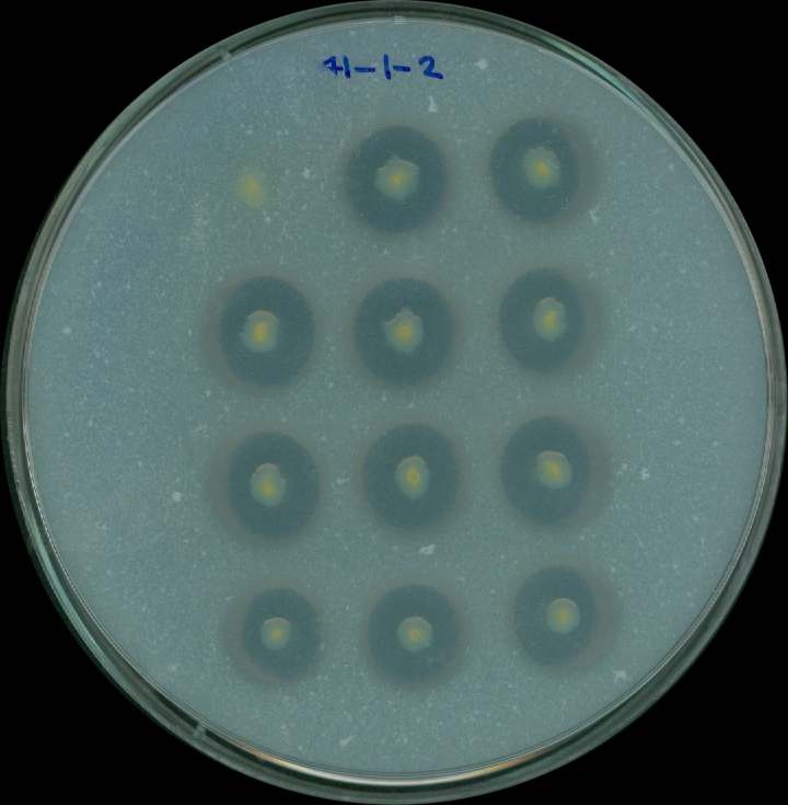 Protease activity test using mini-Tn 5 mutant strains of JBCS1880. Protease activity was determined using casein as a substrate.