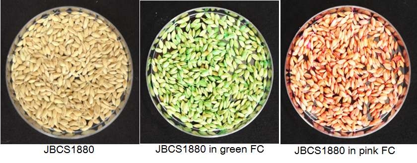 Preparation of coating formulations using food coloring. Two different food coloring-based solution, green and pink were prepared by adding 1% to JBCS1880 cell suspension (1?08 CFU/ml) with 1.5% CMC. The surface-sterilized rice seeds were soaked in the FCC solutions for 2hr, dried at room temperature for 0hr, and stored at 4캜.