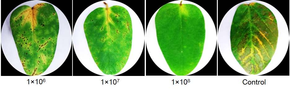 Suppression of bacterial pustule in soybean plants by treatment with Alcaligenes faecalis JBCS1294. The bacterial cells (1?06-8 CFU/ml) of JBCS1294 were sprayed on the detached leaves of soybean and X . a. pv. glycines (5?07 CFU/ml) were challenge inoculated by spraying. The picture was taken 7 DAI.