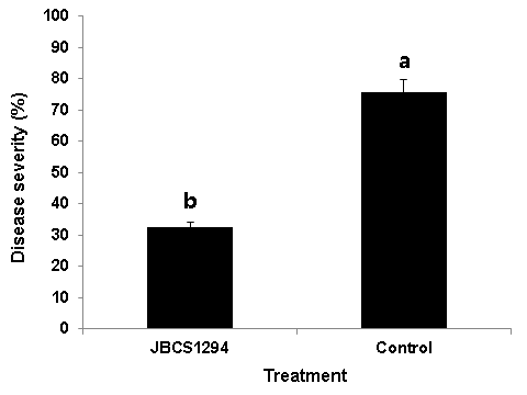 Suppression of bacterial pustule in soybean plants by treatment with Alcaligenes faecalis JBCS1294. The bacterial cells (1×108 CFU/ml) of JBCS1294 were sprayed on the leaves of soybean and X . a. pv. glycines (5×107 CFU/ml) were challenge inoculated. The treated soybean plants were incubated at 28℃ and 95% RH for 24 hr, and then disease development was assayed at plant growth room (16 hr/8hr, light/dark) after 10 days of incubation. The experiment was replicated 3 times with 5 plants. Vertical bars indicate standard deviation of the means