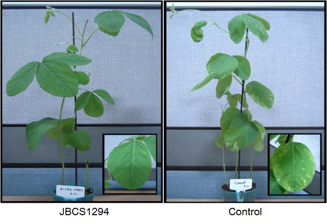 JBCS1294. The bacterial cells (1?08 CFU/ml) of JBCS1294 were sprayed on the leaves of soybean and X . a. pv. glycines (5?07 CFU/ml) were challenge inoculated. The picture was taken 10 days after challenge inoculation