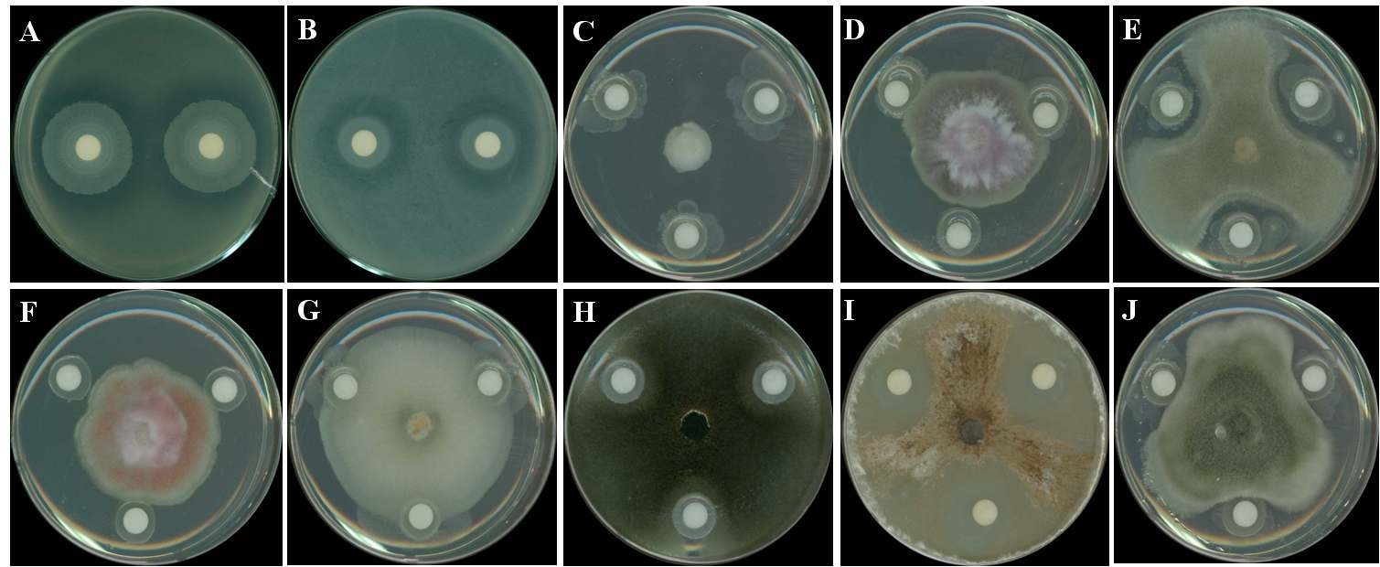 Effect of JBCS1294 on the growth of plant pathogens. (A) X . a. pv. glycines, (B) B. glumae, (C) P . sojae, (D) F . oxysporum, (E) B. cinerea, (F) F . moniliforme, (G) C. gloeosporiodes, (H) B. oryzae, (I) R . solani, (J) A. altanata.