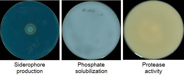 Siderophore production (A), phosphate solubilization (B), and protease activity (C). A; Siderophore production was assessed by a change in the color of CAS medium from blue to orange, B; phosphate solubilization was determined using Pikovskaya' s agar medium by induction of clear zone around the colonies, C; Protease activity was determined using casein as a substrate.