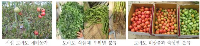 토마토 식물체 부위별 및 비상품과 시료 채취