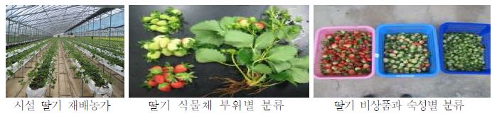 딸기 식물체 부위별 및 비상품과 시료 채취