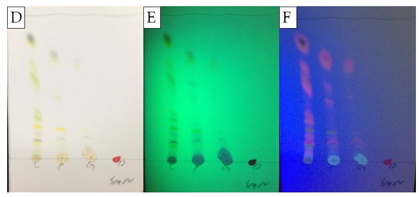 딸기 부위별 메탄올 추출물의 극성(A, B, C) 및 비극성(D, E, F) 이동상에서의 TLC 결과.