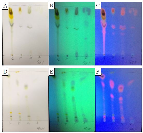 딸기 부위별 디클로로메테인 추출물의 극성(A, B, C) 및 비극성(D, E, F) 이동상에서의 TLC 결과