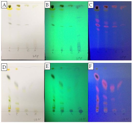 딸기 부위별 아세톤 추출물의 극성(A, B, C) 및 비극성(D, E, F) 이동상에서의 TLC 결과