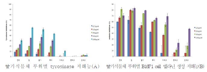 딸기식물체 부위별 멜라닌 생성 저해능의 미백 효능