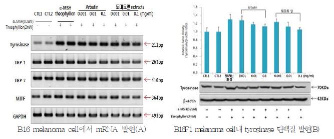 토마토 잎 추출물의 B16F1 melanoma cell에서 미백 효능