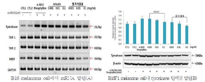 딸기 식물체 추출물의 B16F1 melanoma cell에서 미백 효능