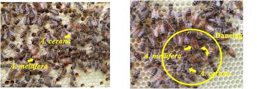 봉군증식 효율 향상을 위한 서양종꿀벌과 합사 시험