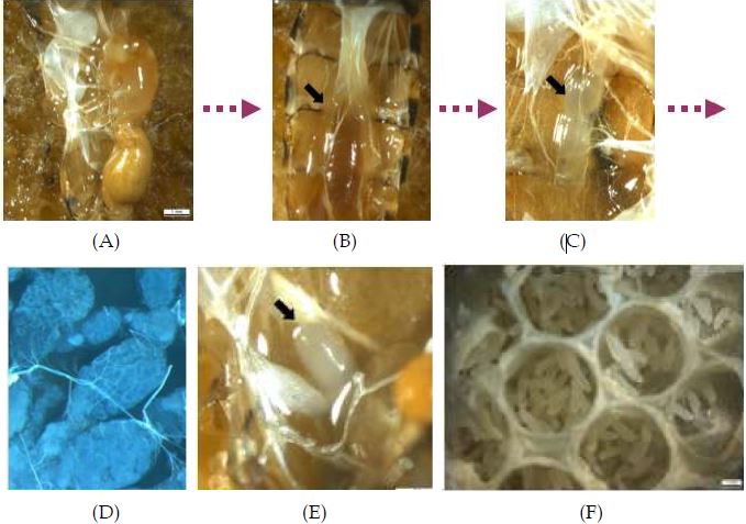 무왕군 일벌 난소 활성화. (A) 비활성 일벌 난소, (B) 난소 성숙, (C-D) 활성 난소, (E) 성숙란, (F) 일벌 산란