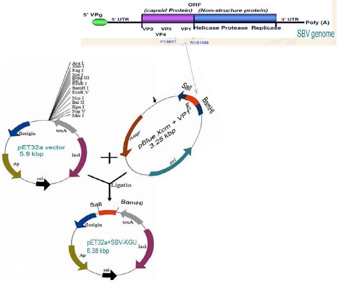 Construction of pET32a(+)SBV492 expression vector