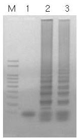 EFB-specific LAMP의 specificity