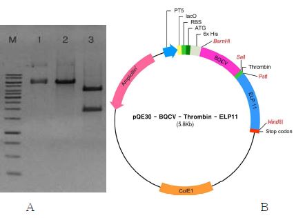 전기영동 결과(A) 및 pQE-BQCV-Thrombin-ELP11 vector의 유전자 지도(B)