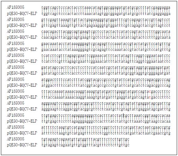 DNA sequence homology between AF183905 and pQE30-BQCV-ELP