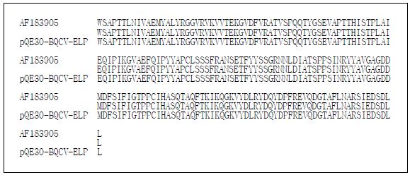 AF183905 and pQE30-BQCV-ELP의 Amino acid sequence 상동성