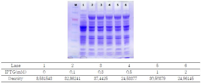 IPTG 농도에 따른 pQE30-BQCV-ELP의 발현농도