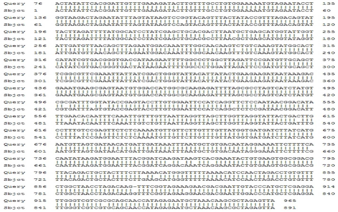 AB250362.1 과 korean KV strain의 DNA sequence 상동성