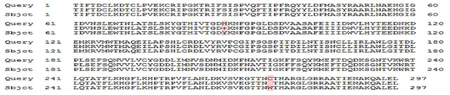 AB250362.1과 Korean KV strain의 Amino Acid sequence 상동성