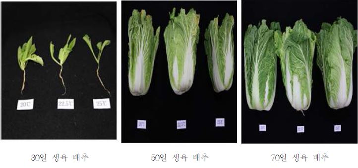 이상 고온 처리가 배추의 시기별 생육에 미치는 영향(왼쪽, 20℃, 중앙 22.5℃, 오른쪽 25℃)