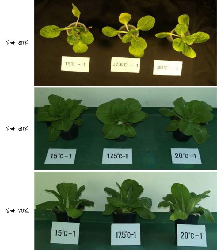 이상 저온 처리가 배추의 시기별 생육에 미치는 영향(왼쪽, 15℃, 중앙 17.5℃, 오른쪽 25℃)