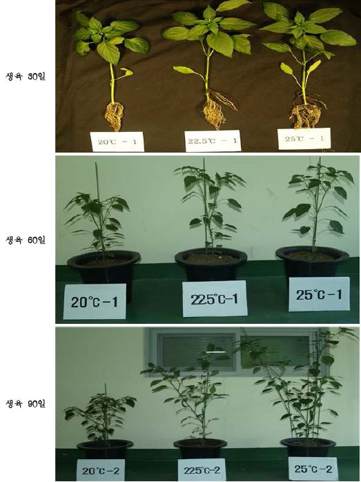 이상 저온 처리가 고추의 시기별 생육에 미치는 영향(왼쪽, 20℃, 중앙 22.5℃, 오른쪽 25℃)