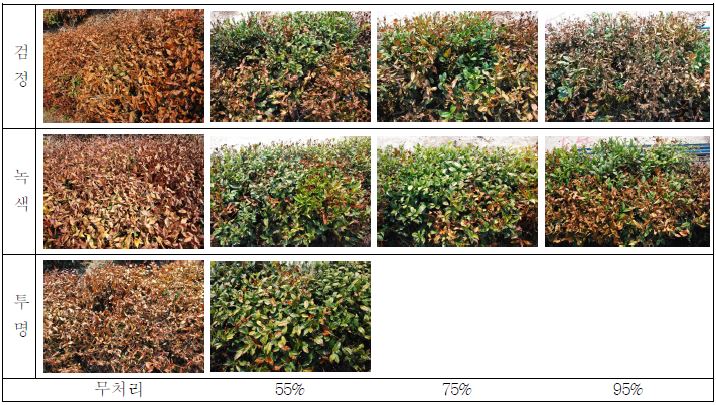 차광색상과 비율에 따른 차나무 동해 경감효과