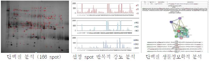 단백질 분석 자료