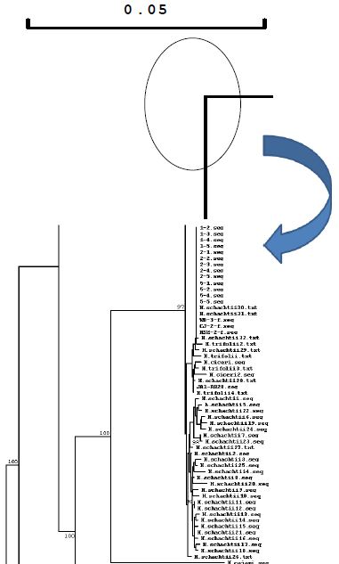 Heterodera 속 선충의 ITS1 영역 염기서열의 유연관계 분석