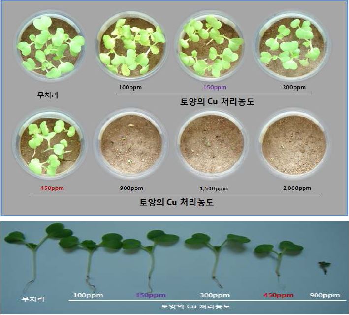토양중 Cu 처리농도에 따른 배추 유묘생육 상황