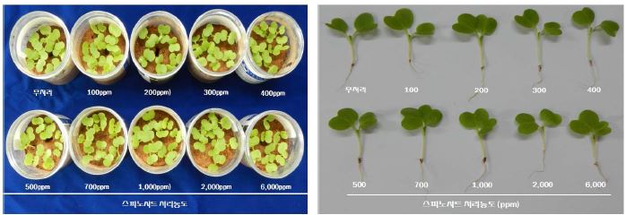 스피노사드 처리농도에 따른 배추 종자 발아상태(처리 10일후)