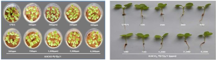 Potassium bicarbonate 처리농도에 따른 배추 종자 발아상태(처리 10일후)