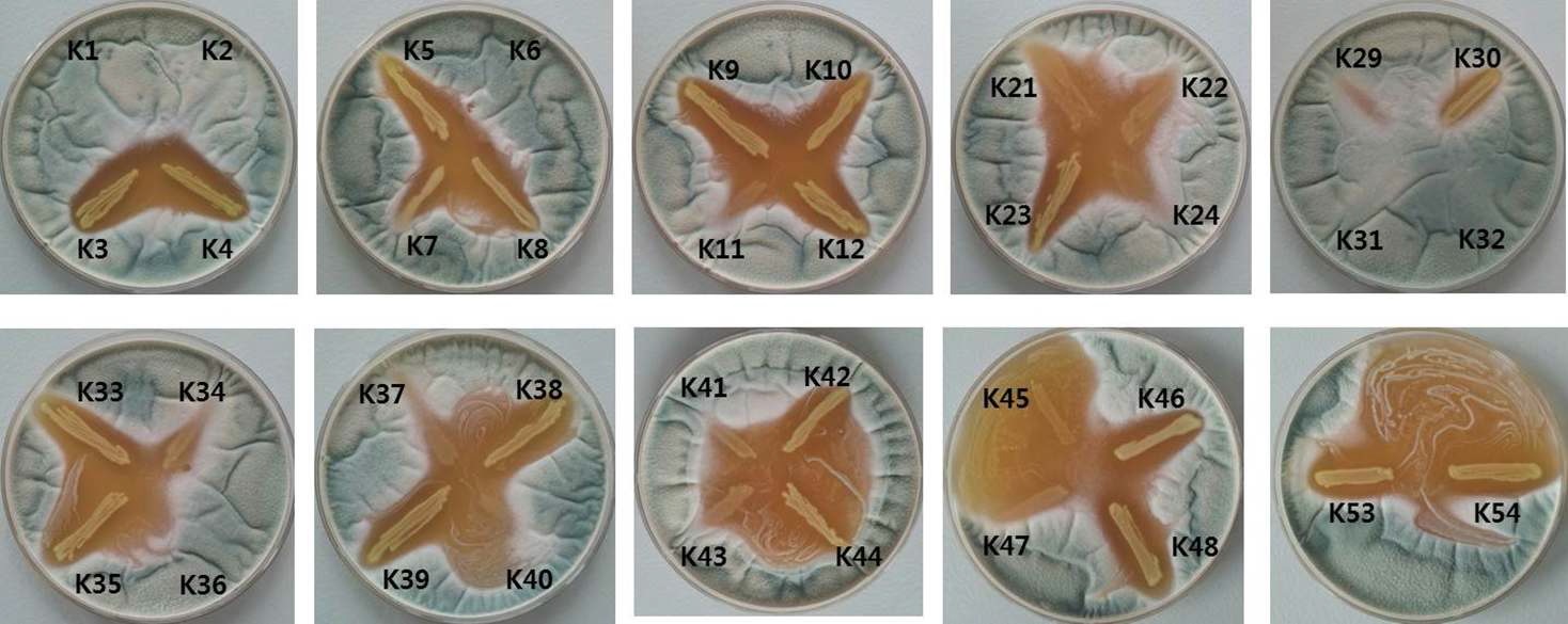 Fig. 1. Antifungal activity of LAB isolated from Korea-fermented food againstAspergillus fumigatus KACC42590