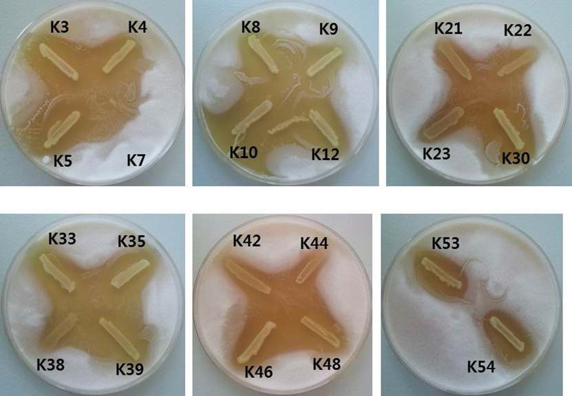 Fig. 2. Antifungal activity of LAB isolated from Korea-fermented food againstGibberella moniliformis KACC44023