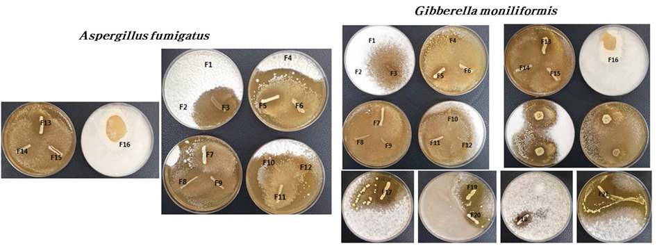 Fig. 3. Antifungal activity of LAB isolated from cattle feces against Aspergillus fumigatus KACC42590 and Gibberella moniliformis KACC44023