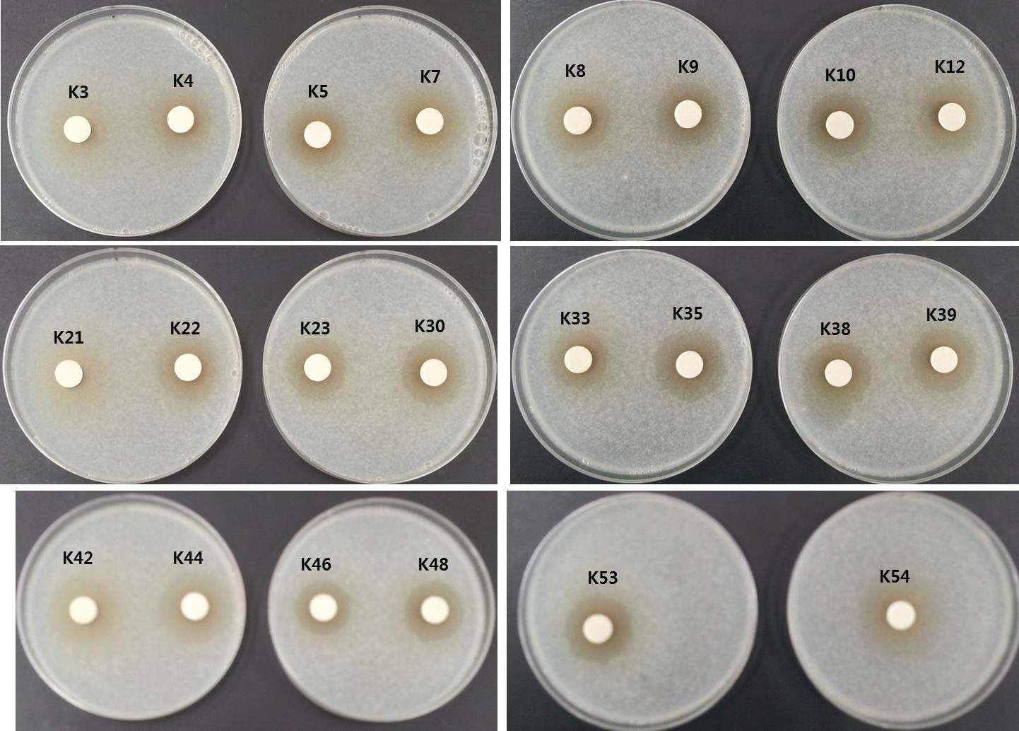 Fig. 4. Antifungal activity of cell-free supernatant against Gibberella moniliformisKACC44023