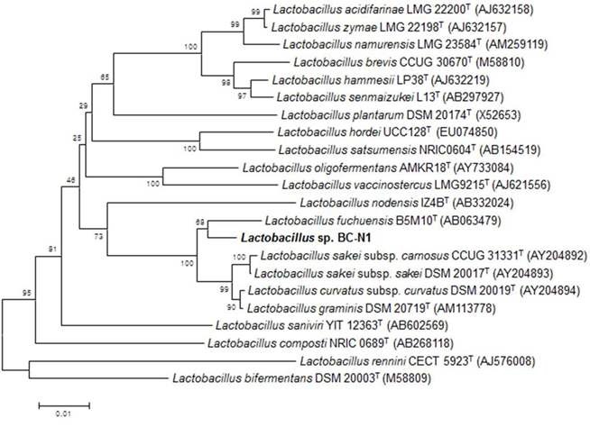 Fig. 5. Phylogenetic tree of Lactobacillus sp. K38/(BC-N1) and the other Lactobacillus strains by 16S rRNA gene sequence analysis