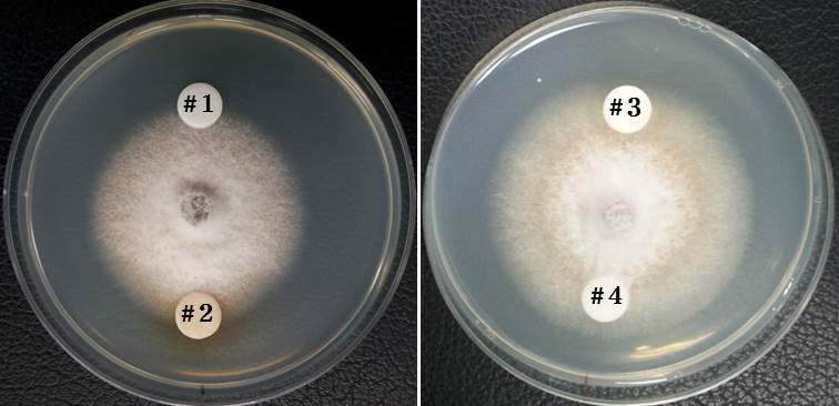 Fig. 7. Antifungal activity of purified compound produced by Lactobacillus plantarum subsp. plantarum K30/(BC-K30) against Gibberella moniliformis KACC44023