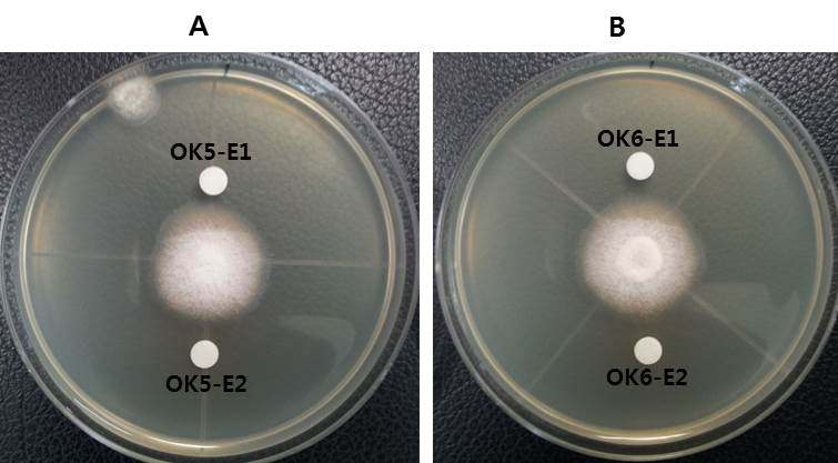 Fig. 12. Antifungal activity of partial purified compound from Lactobacillus plantarum subsp. plantarum OK5 and Lactobacillus brevis OK6 cell-free supernatant, respectively